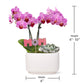 Green Circle Growers 4 Pink Orchid with Succulent in White Ceramic Pot with Mom Pick, Live Indoor Plants, House Plant