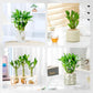 3 Stalks Lucky Bamboo Plants Indoor Live - Multi-Height Set (2x6 & 1x8   ) for Good Luck & Prosperity - Easy Care Houseplant, Ho
