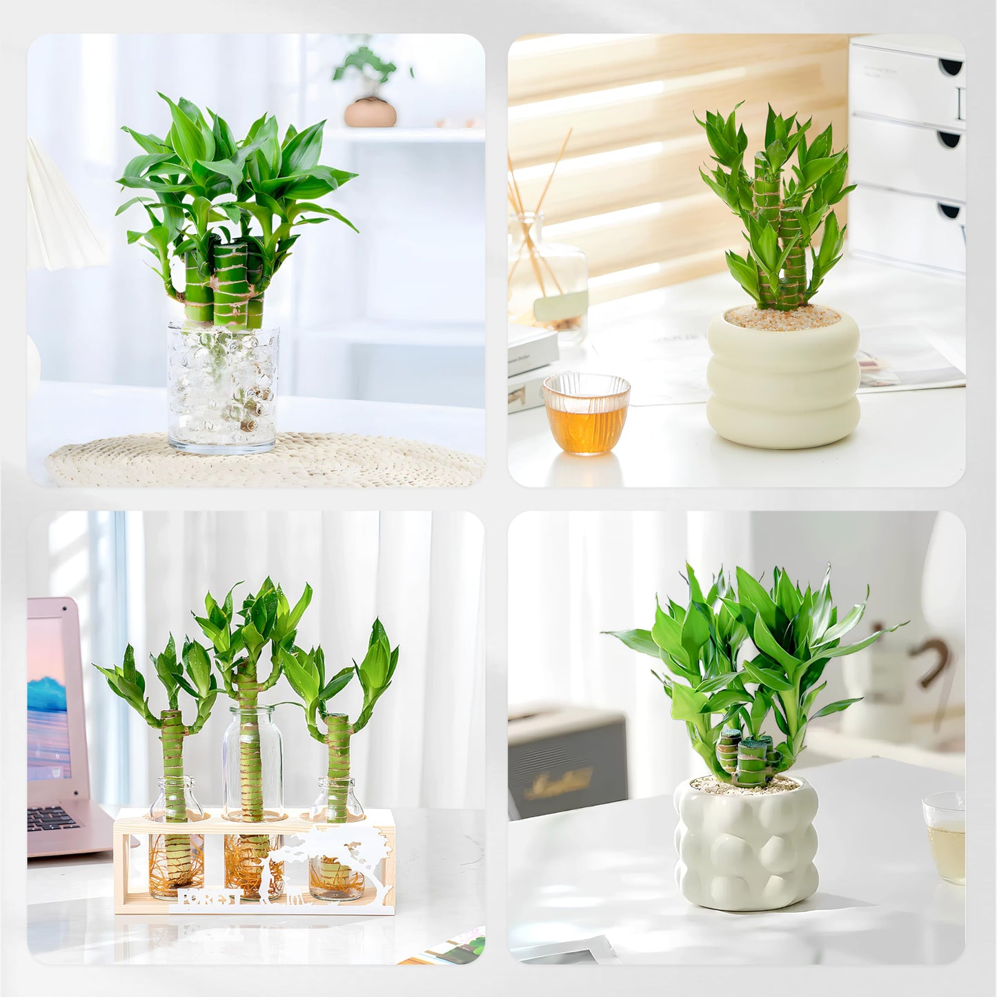 3 Stalks Lucky Bamboo Plants Indoor Live - Multi-Height Set (2x6 & 1x8   ) for Good Luck & Prosperity - Easy Care Houseplant, Ho