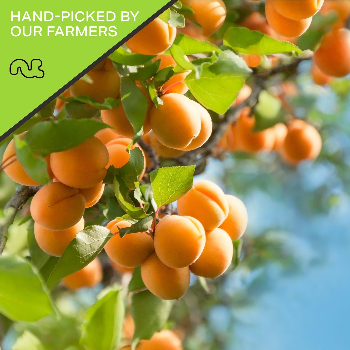 Nut Cravings Dry Fruits - Sun Dried Turkish Apricots, No Sugar Added (8Oz - 1 Pack) Packed Fresh In Resealable Bag - Sweet Snack