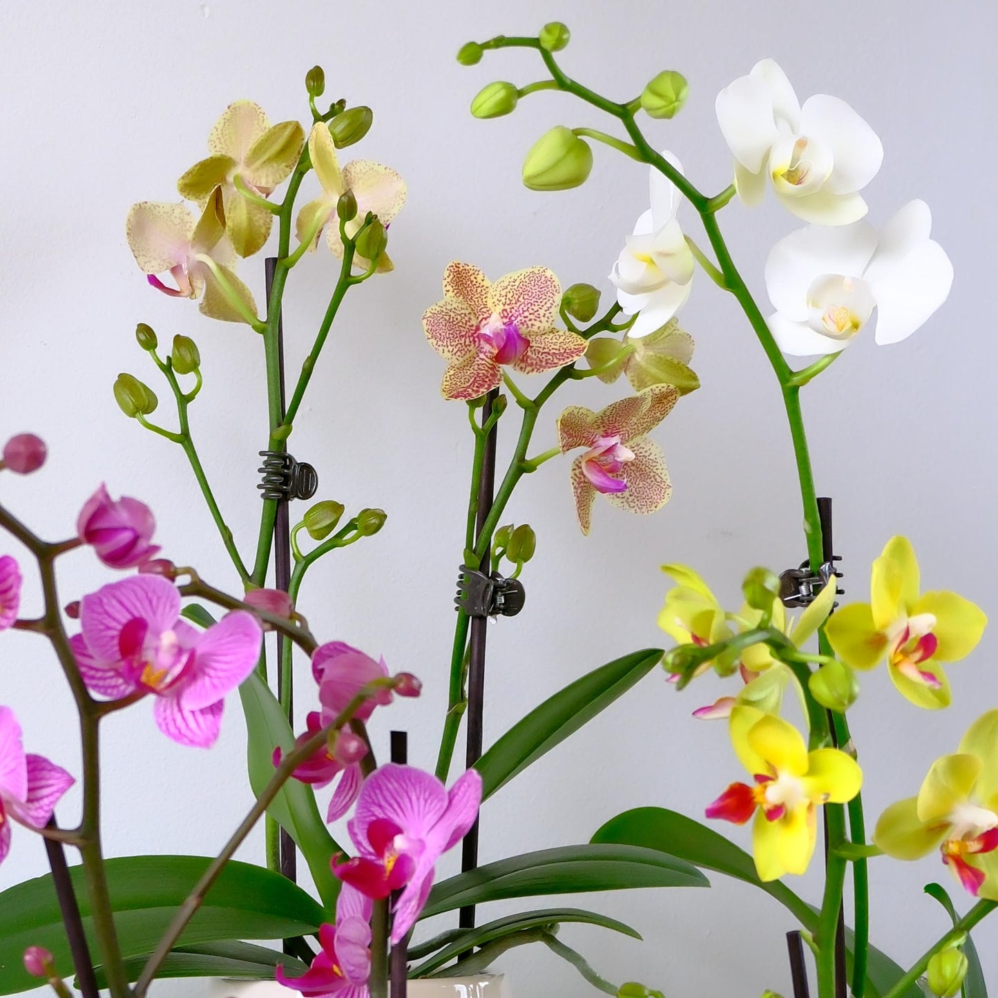 Enhanced Purple Live Orchid Plant Blooming In 3.5 Blue & White Orchid Pot, Live Plants, Houseplant Gifts, Approx. 16 Tall, Pet Friendly Houseplants, Phalaenopsis Moth Flower By Plants For Pets
