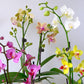 Enhanced Yellow Live Orchid Plant Blooming In 3.5 Blue & White Orchid Pot, Live Plants, Houseplant Gifts, Approx. 16 Tall, Pet Friendly Houseplants, Phalaenopsis Moth Flower By Plants For Pets
