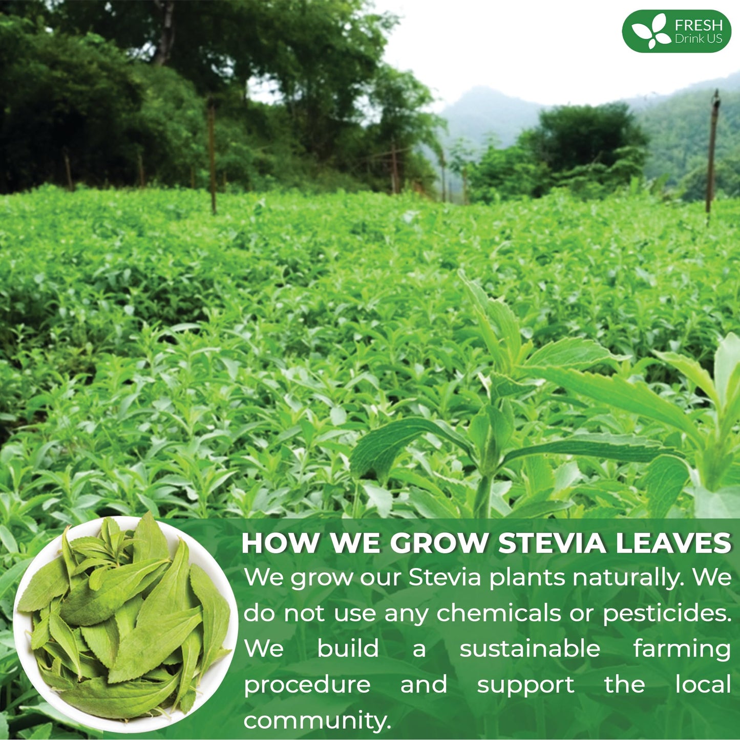 FRESHDRINKUS Premium Stevia Leaves, 100% Pure Dried, Zero Calorie Sweetener, 500 Count