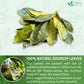 FRESHDRINKUS Soursop Graviola Whole Dried Leaves Tea, 275 Count, Wildcrafted Herbal Tea, Vegan, Gluten-Free