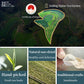 XIXICHA White Peony Tea Pearls, 7oz, Premium White Tea, Fuding Dragon Pearls, Rich in Antioxidants