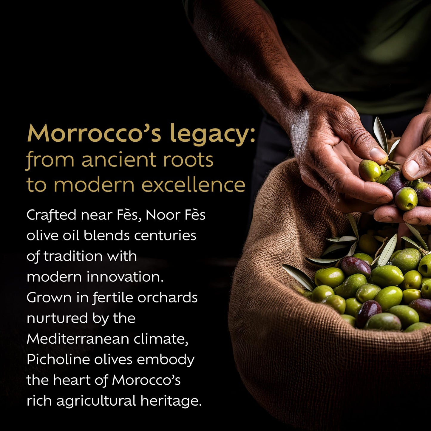 NOOR FÈS Extra Virgin Olive Oil | USDA Organic | 20+ Awards | 17 fl oz (Pack of 2) | Handpicked Picholine Olives