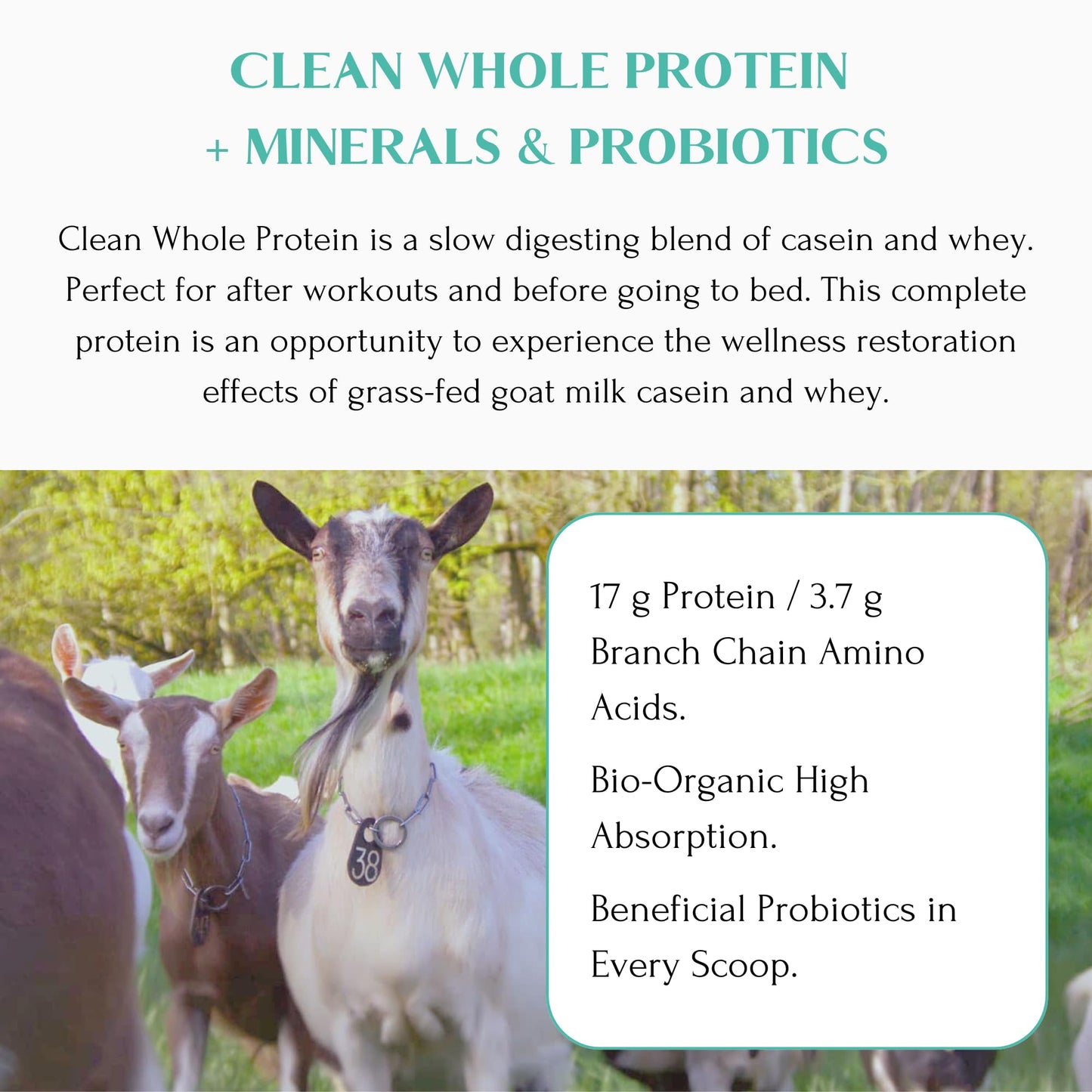 Mt. Capra Clean Whole Protein + Minerals & Probiotics | Grass-Fed Goat Milk Protein, Contains Casein and Whey Protein, No Sweete