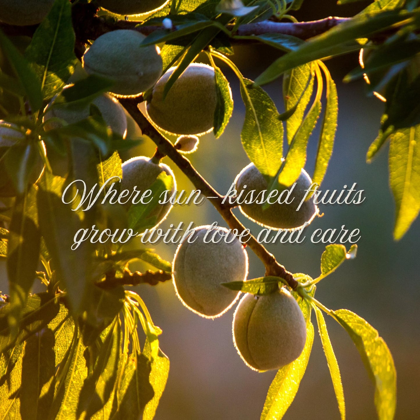 Unripe Fresh Green Almonds - Cagla Badem | Crunchy, Juicy, Seasonal Spring Snack | All Natural, No Additives, Farm Fresh, Hand-P
