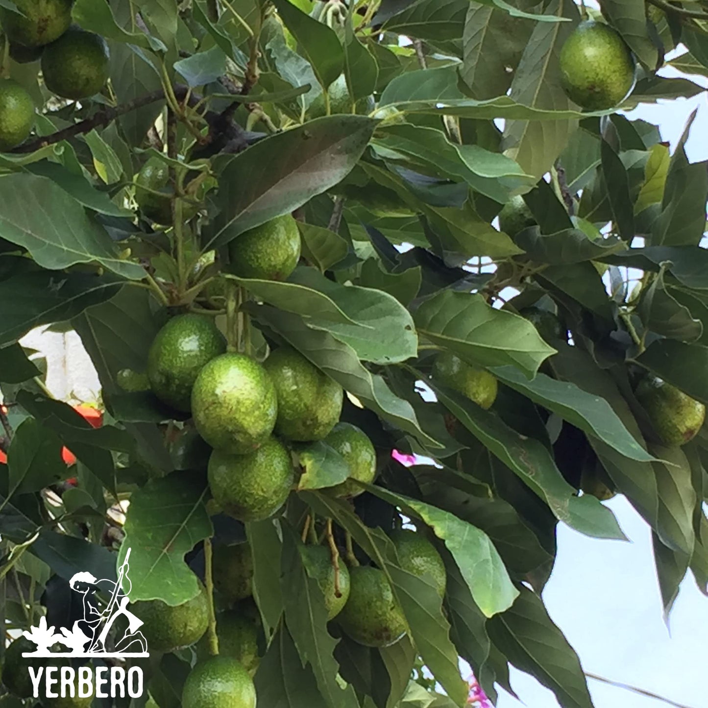 YERBERO Dried Avocado Leaf - Aromatic, Strong Smell, 2 oz (56g), 100% All Natural, Non-GMO, Gluten-Free