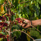 Blue Horse 100% Kona Coffee, Dark Roast, Arabica Whole Beans, 1 Lb (16 Oz) Bag, Farm Fresh, Authentic Hawaiian Coffee Beans From