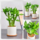 3 Stalks Lucky Bamboo Plants Indoor Live - Multi-Height Set (2x6 & 1x8   ) for Good Luck & Prosperity - Easy Care Houseplant, Ho