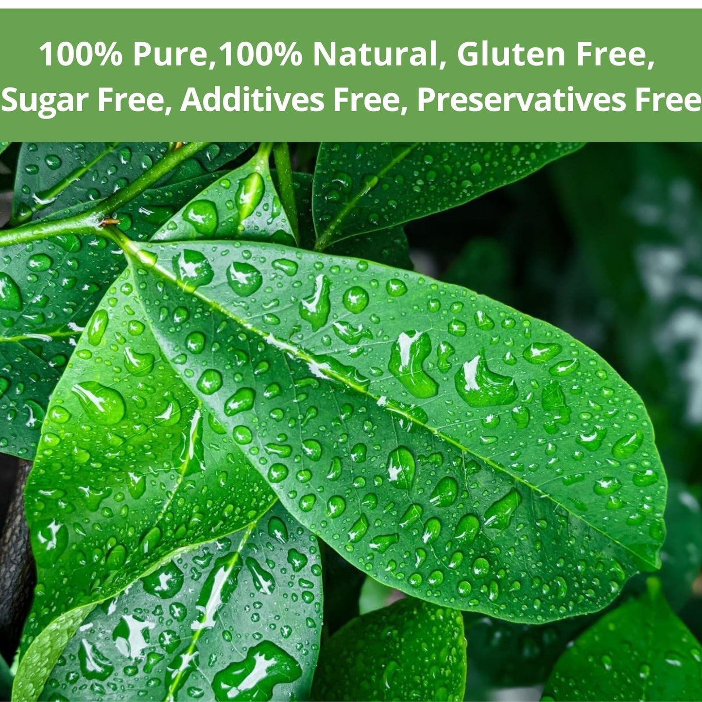 VitalForest Soursop Leaves Tea Bags - 40 Dried Tea Bags - Herbal Infusion