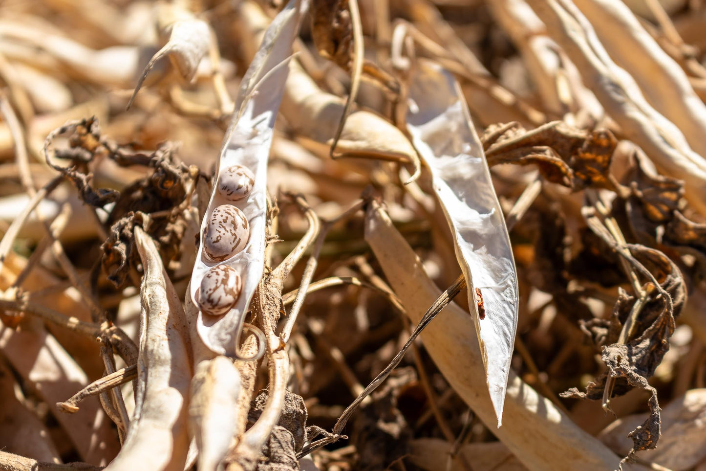High Plains Pinto Beans | 25 Pound Bag | Farm-Fresh Pinto Beans | Non-GMO Verified | High Protein & Fiber Source | Dry Beans | Directly Sourced from Local Farmers