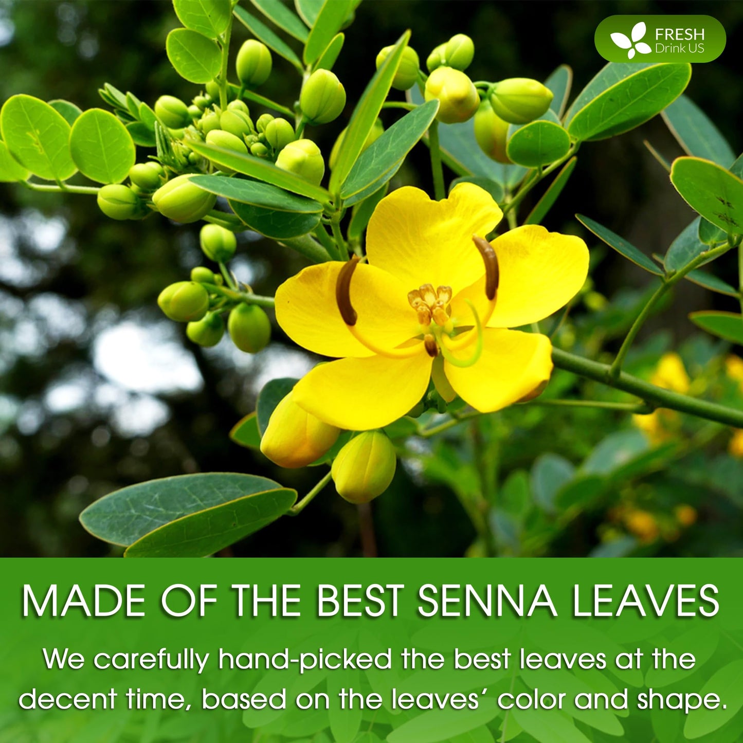 FRESHDRINKUS Senna Leaf Powder, 100% Natural, Vegan, 16oz, No Additives, Gluten-Free, Sugar-Free