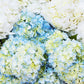 Farm2Door Flowers -Farm-Fresh Hydrangeas, 8 White And 7 Blue Hydrangeas Without Vase - Gift For Birthday, Sympathy, Anniversary, Thank You, Valentine, Mother’S Day Fresh Flowers