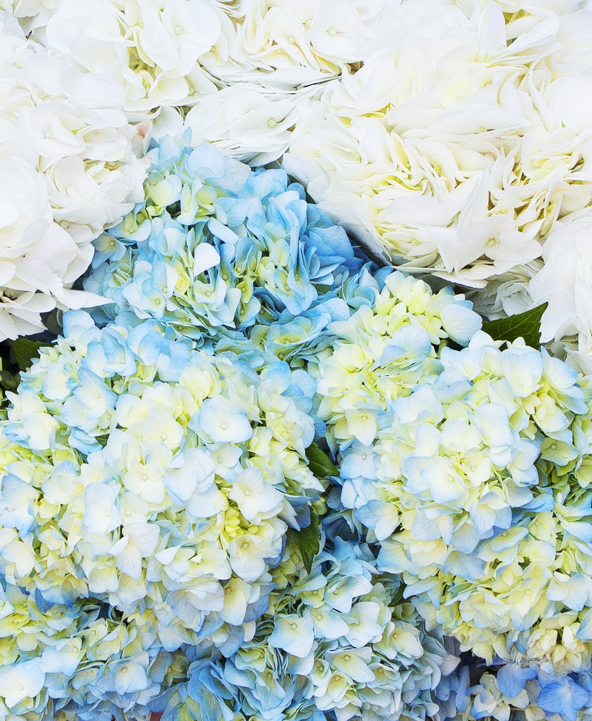 Farm2Door Flowers -Farm-Fresh Hydrangeas, 8 White And 7 Blue Hydrangeas Without Vase - Gift For Birthday, Sympathy, Anniversary, Thank You, Valentine, Mother’S Day Fresh Flowers