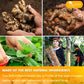 TOG999 Loose Leaf Tea Bags - 100% Natural Ginger, Turmeric, Peppermint, Vegan - 60 Bags
