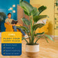 Costa Farms White Bird Of Paradise Live Plant In Decorative Pot, Large Indoor Houseplant, Perfect For Home, Room, Or Office Decor, Great House Warming Or Birthday Gift, 3-4 Feet Tall