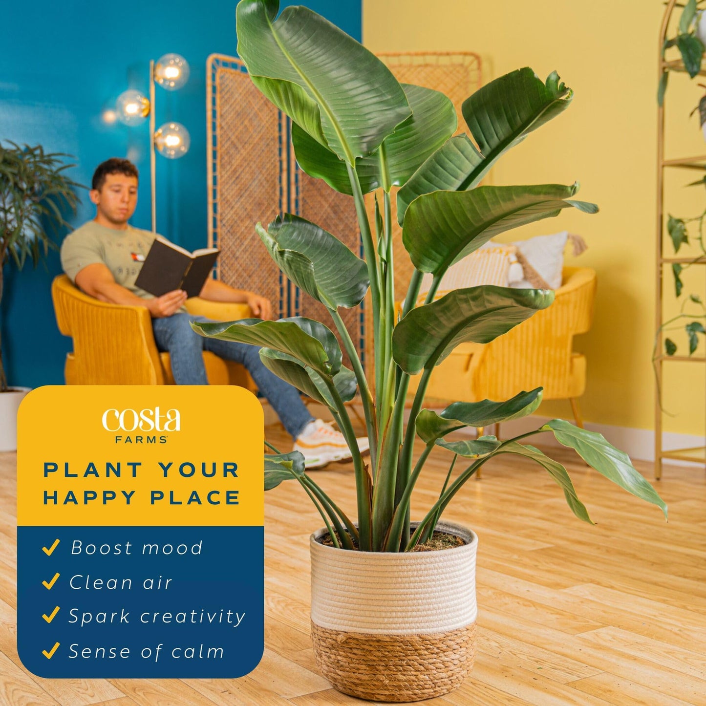 Costa Farms White Bird Of Paradise Live Plant In Decorative Pot, Large Indoor Houseplant, Perfect For Home, Room, Or Office Decor, Great House Warming Or Birthday Gift, 3-4 Feet Tall