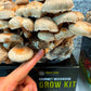 Shiitake Mushroom Grow Kit (5.5lbs) Grow Your Own Mushrooms at Home | Easy Indoor Grow Bag Kit