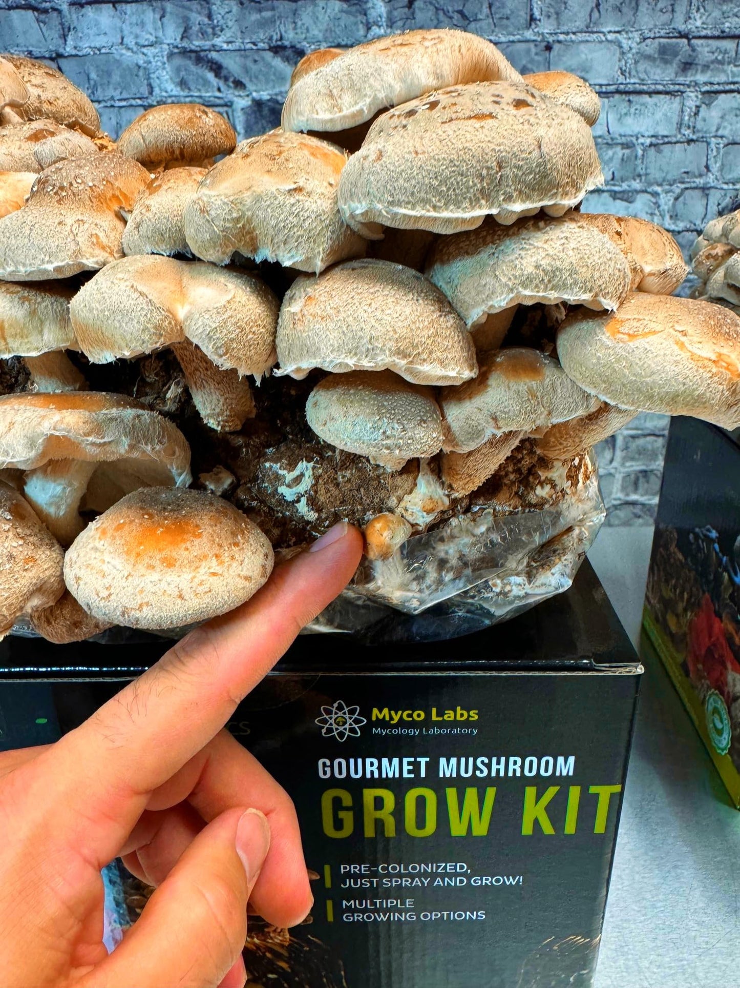 Shiitake Mushroom Grow Kit (5.5lbs) Grow Your Own Mushrooms at Home | Easy Indoor Grow Bag Kit