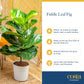 Costa Farms Fiddle Leaf Fig Tree Live Plant in Decorative Pot, Large Indoor Houseplant, Perfect for Home, Room, or Office Decor,