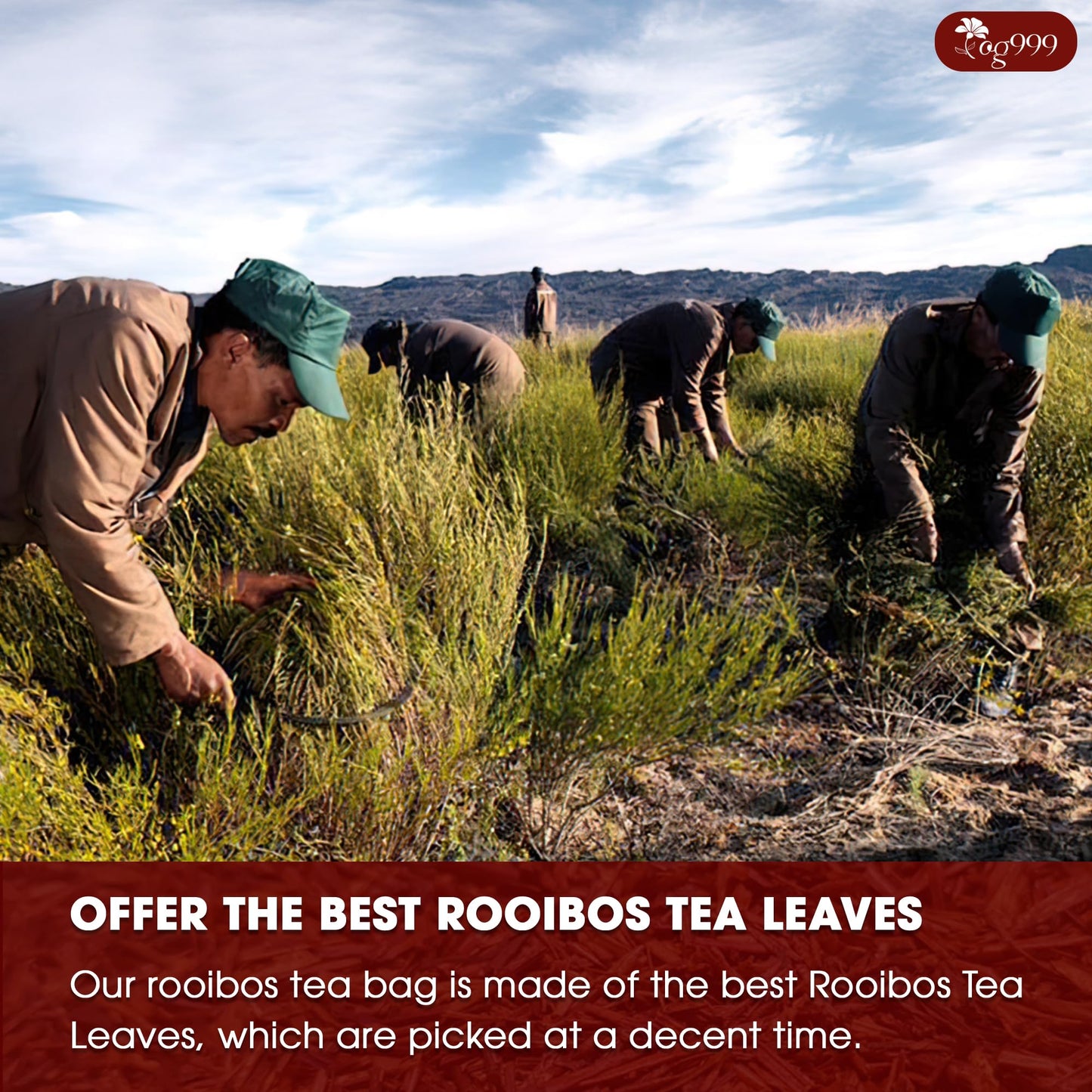 TOG999 Premium Rooibos Tea Bags - 100% Natural, Caffeine-Free, Vegan - 60 Bags