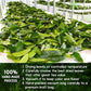 40 Premium Soursop Graviola Leaf Tea Bags, 100% Natural and Pure from Soursop Leaves, Handmade, Made With Natural Materials-Corn Fiber Tea Bag, Sugar/Caffeine/Gluten Free, Hoja Guanabana Tea