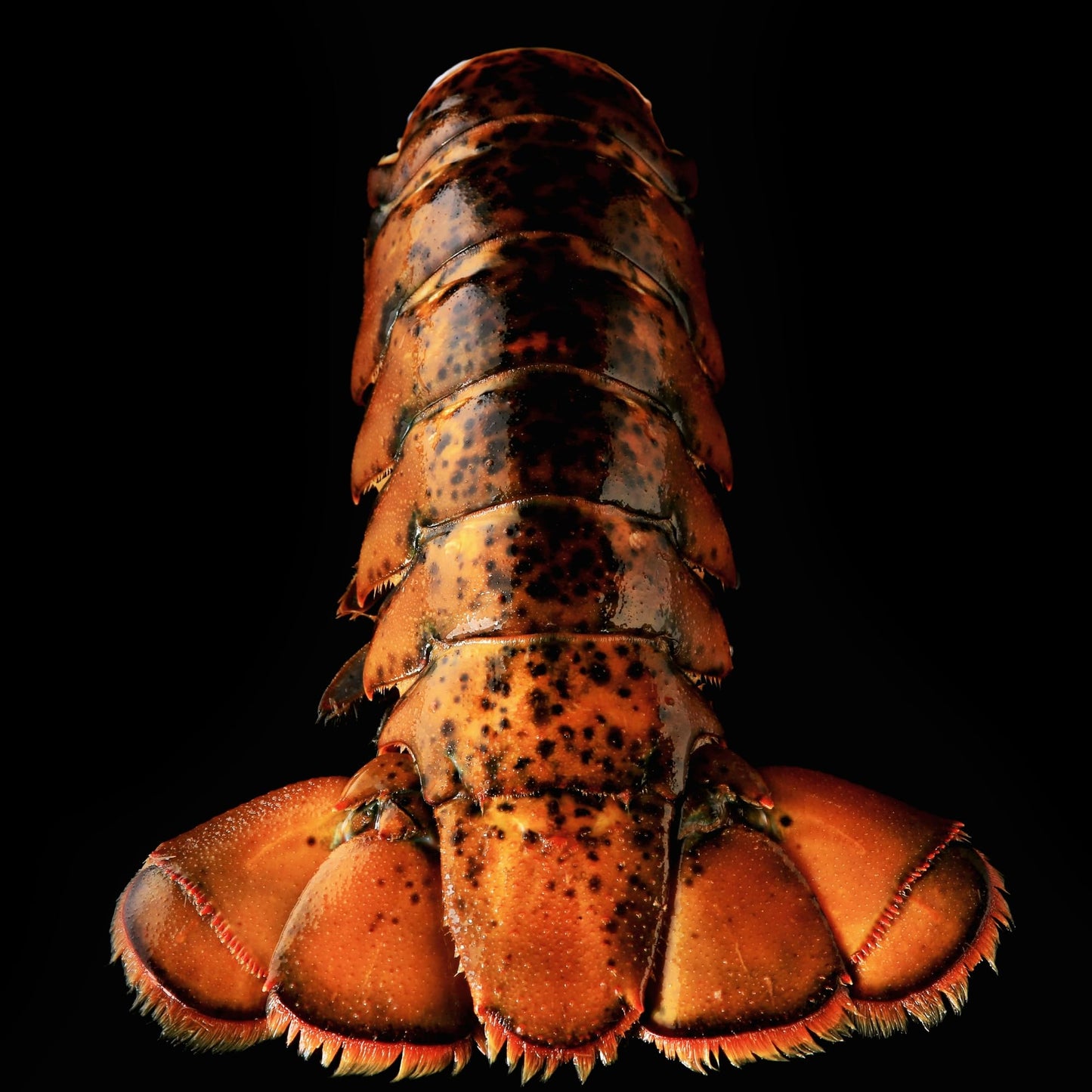Today Gourmet Foods of NC Maine Lobster Tails (8oz-10oz) (12 Tails)