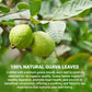 LeafLea Guava Leaf Tea Bags, Caffeine-Free Herbal Tea, 120 Bags, Non-GMO, Supports Digestion & Immune Health