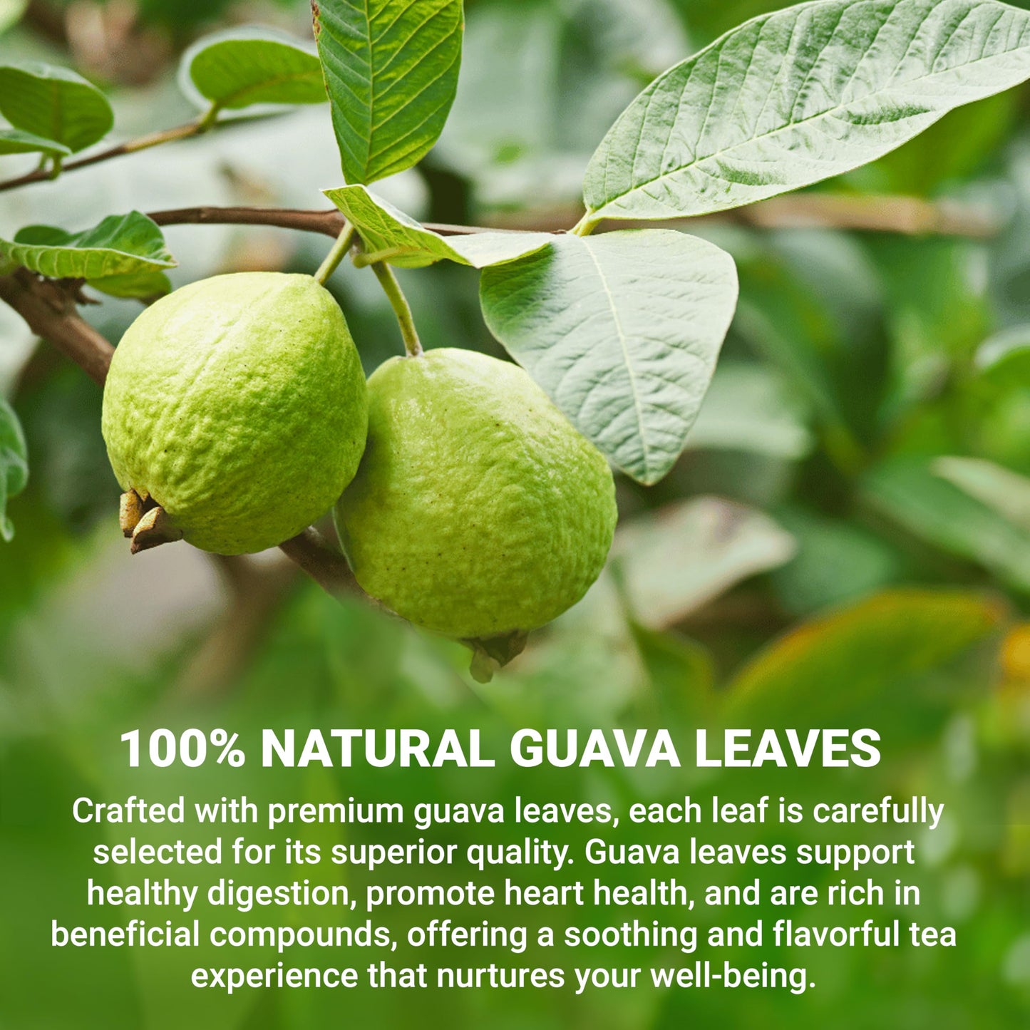 LeafLea Guava Leaf Tea Bags, Caffeine-Free Herbal Tea, 120 Bags, Non-GMO, Supports Digestion & Immune Health