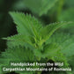 Wild Bliss Organic Wild Stinging Nettle Leaf Tea - Caffeine Free Herbal Support - 75 Plant Based Tea Bags