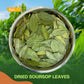 NalLife Soursop Leaves for Tea 100 Leaves