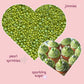 Confect Lime Green Christmas Sprinkles | Mix Pearls & Jimmies Sprinkles For Cakes & Cupcakes Decoration | Vegan, Gluten-Free, So