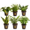 Costa Farms Live House Plants (6 Pack), Easy to Grow Live Indoor Houseplants, Grower's Choice Air Purifier Set, Potted in Indoor
