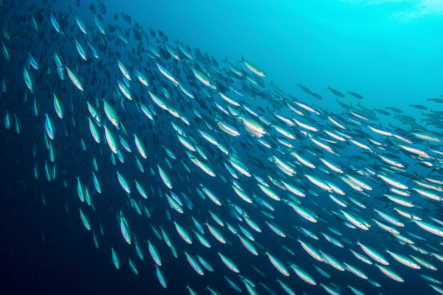 Season Anchovies In Olive Oil - Flat Anchovy Fillets, Wild Caught Fish, Keto Snacks, Canned Anchovies, Rich In B Vitamins, Low I