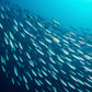 Season Sardines in Water - Wild Caught Fish, 22g of Protein, Keto Snacks, More Omega 3 s Than Tuna, High in Calcium, Canned Sar