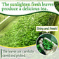 Organic Oolong tea loose leaf tea,100% authentic made in Japan, (100g)?YAMASAN?