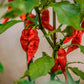 Birch & Meadow 5 Tbsp of Ground Ghost Chile Peppers, 500,000+ SHU, Sauces, Salsa