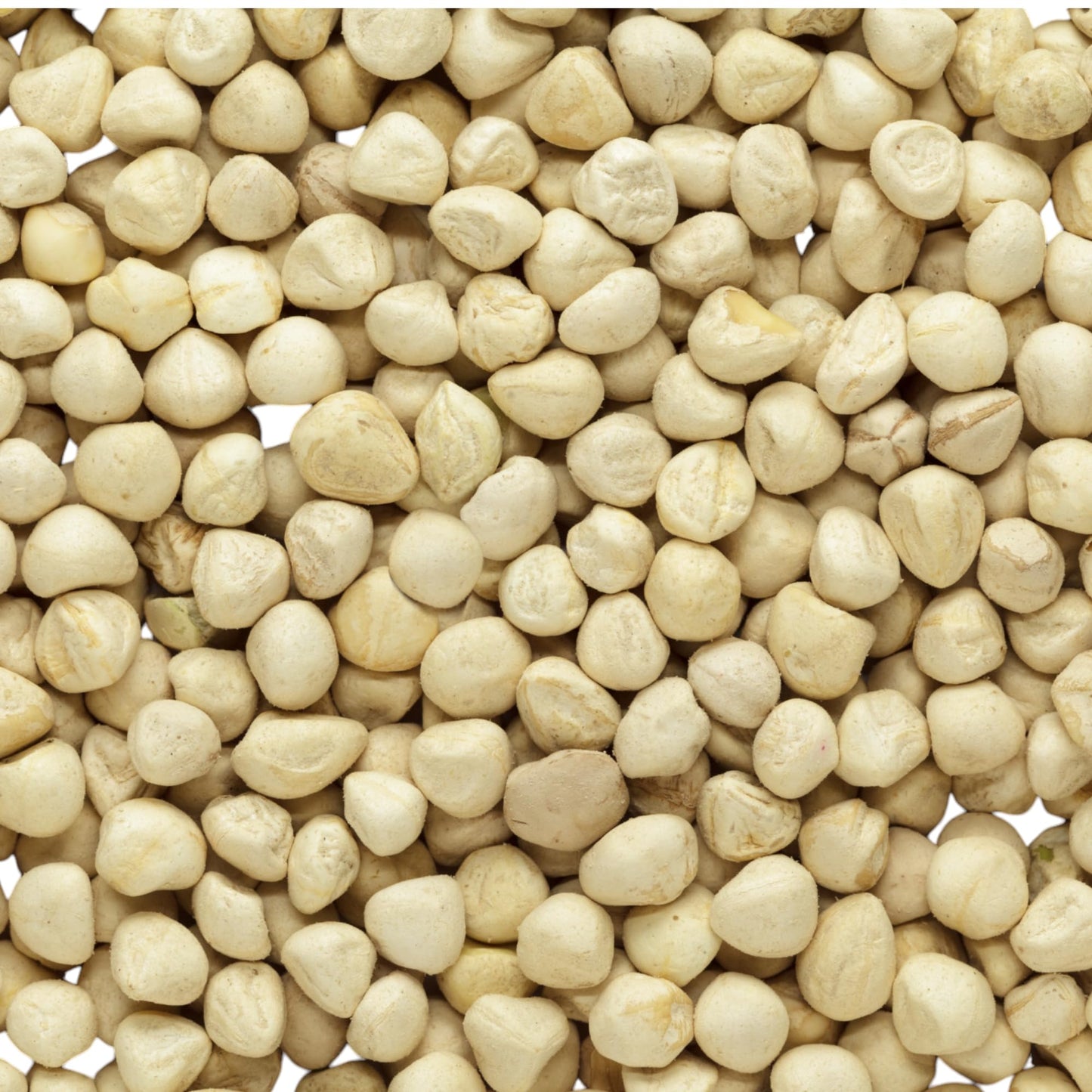 Solo Therapy Moringa Seeds KERNEL Shelled Clean Edible 56g Premium Quality Resealable Bag