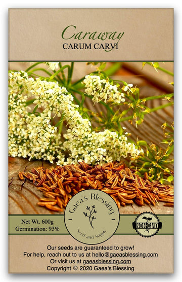 Gaea's Blessing Seeds - Caraway Seeds for Planting - Non-GMO Open-Pollinated Heirloom 93% Germination Rate