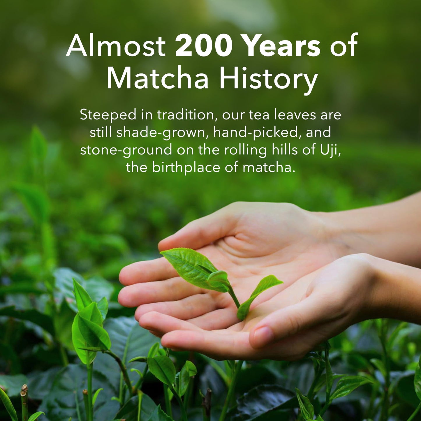 Ujido Ceremonial Matcha Green Tea Powder - 2 oz, Premium Quality Japanese Blend for Authentic Tea Experience