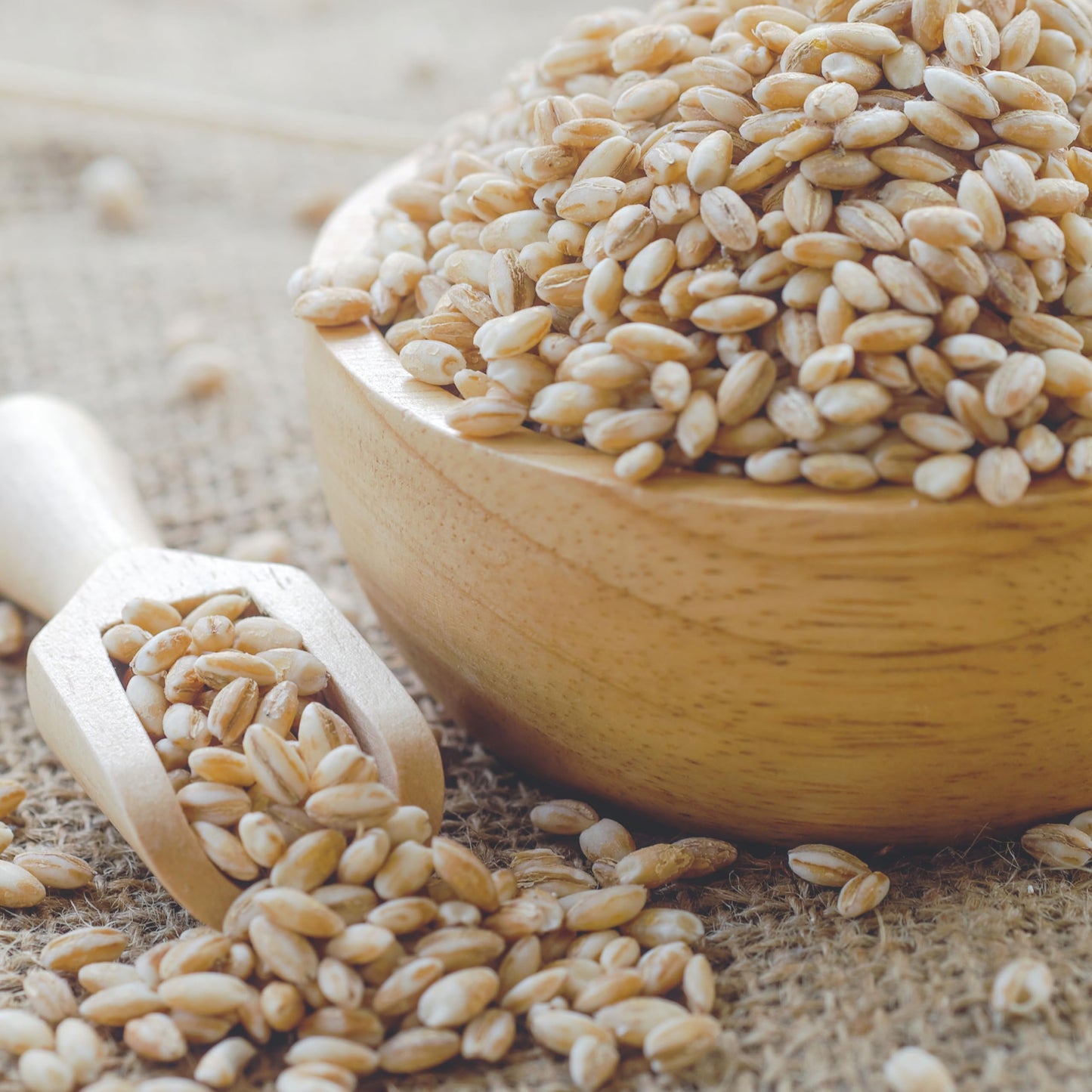 Hampton Distribution Barley Pearl, 16 Ounce Bulk Bag for Cereals, Salads, Stews