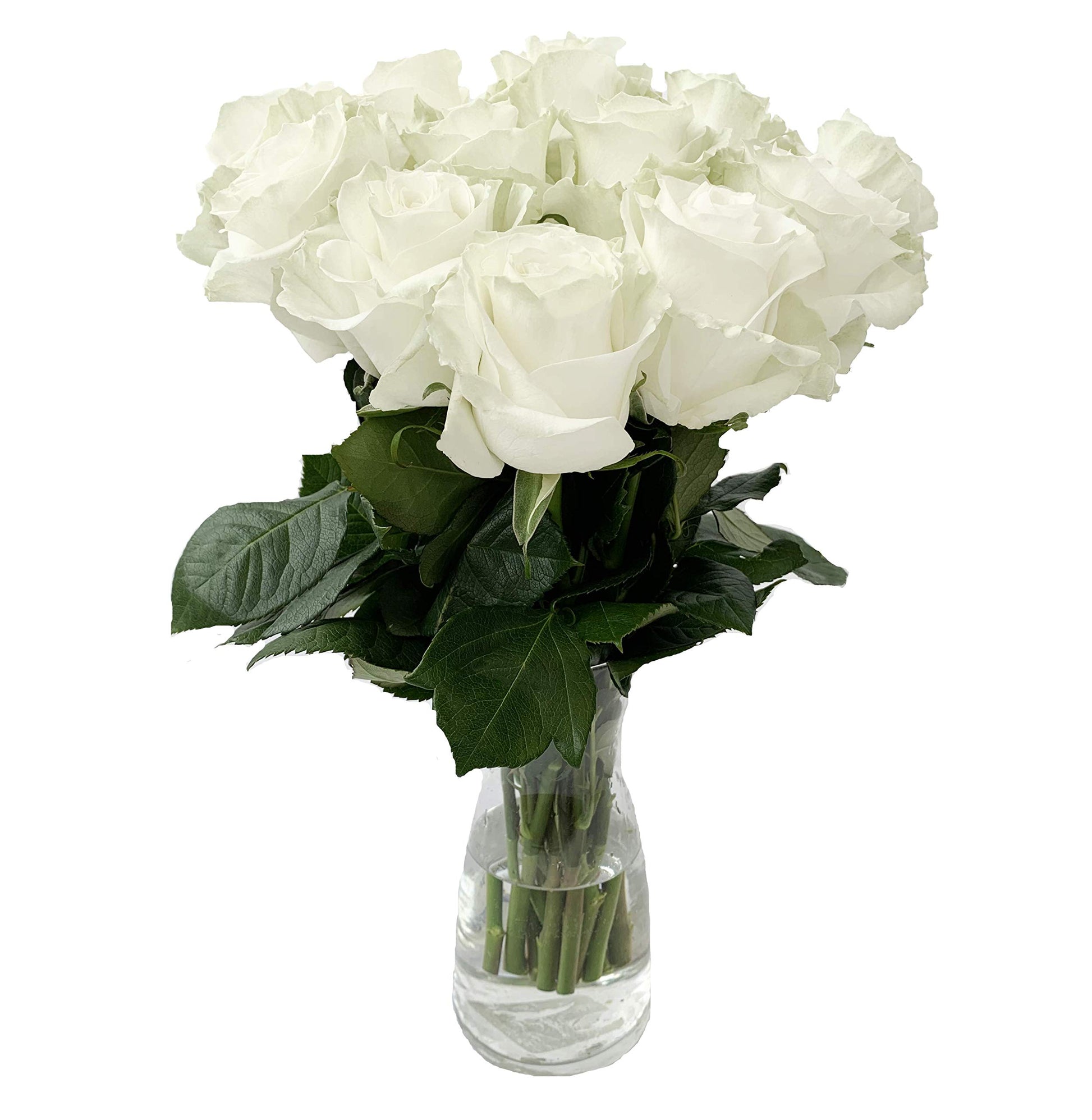 Farm Direct Fresh White Roses | White Flower Bouquet Of 24 Fresh Roses (2 Dozen) + Vase Included - Flower Delivery