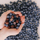 Tru Fru Natures Blueberries Hyper-Chilled in White & Dark Chocolate  8 Ounce Bag