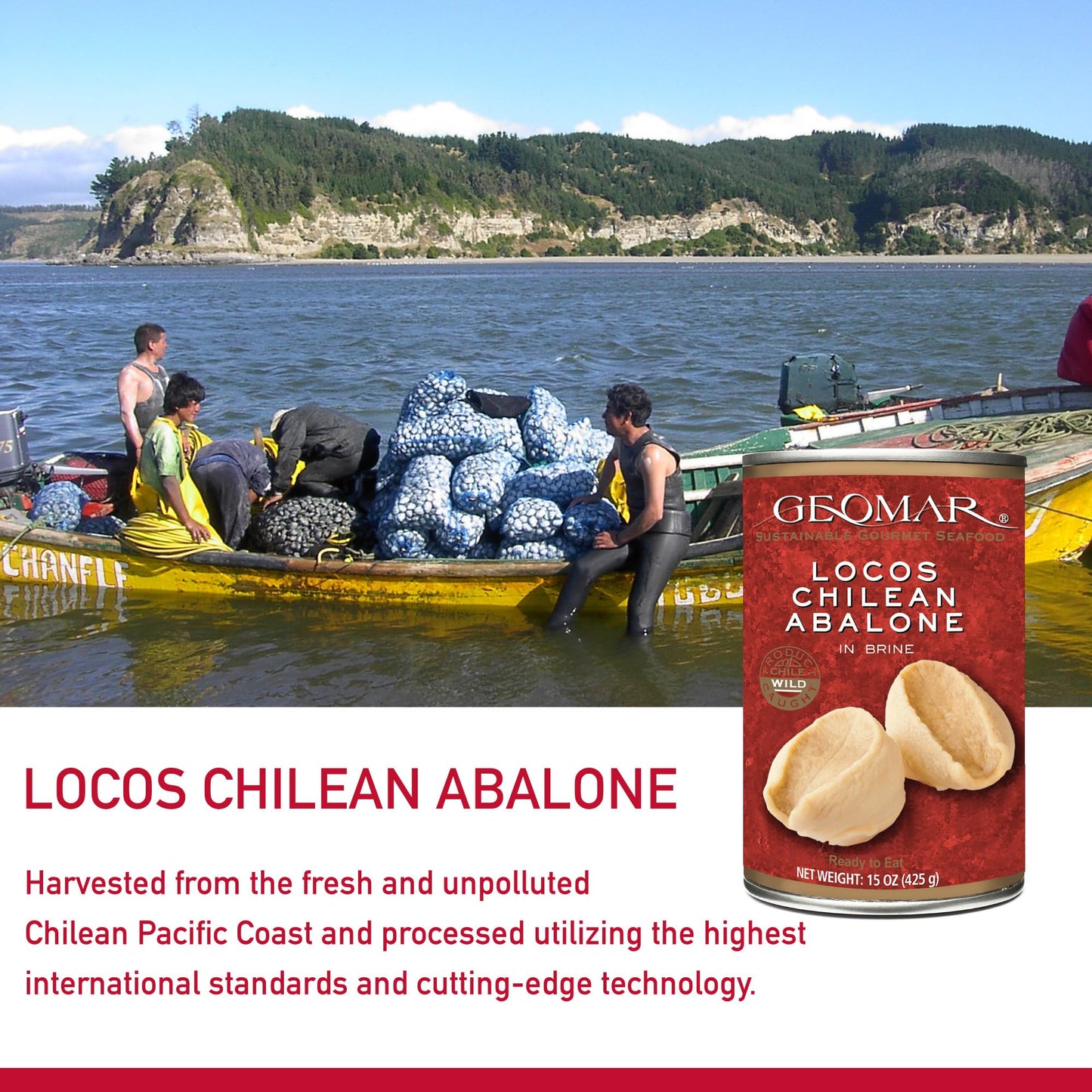 Geomar Locos (Chilean Abalone) in Brine - Hand Caught Seafood - 3 Pieces per Can - 15 oz - 3 Pack
