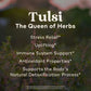 ORGANIC INDIA Tulsi Sweet Rose Herbal Tea - Caffeine-Free, Stress Relieving, Immune Support - 3.5 oz Canister - USDA Certified Organic