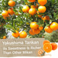 Yamasan Kyoto Uji Japanese Candy - Mandarin Orange Flavor Of Yakushima, Individually Wrapped, No Chemical Seasoning, Gluten And