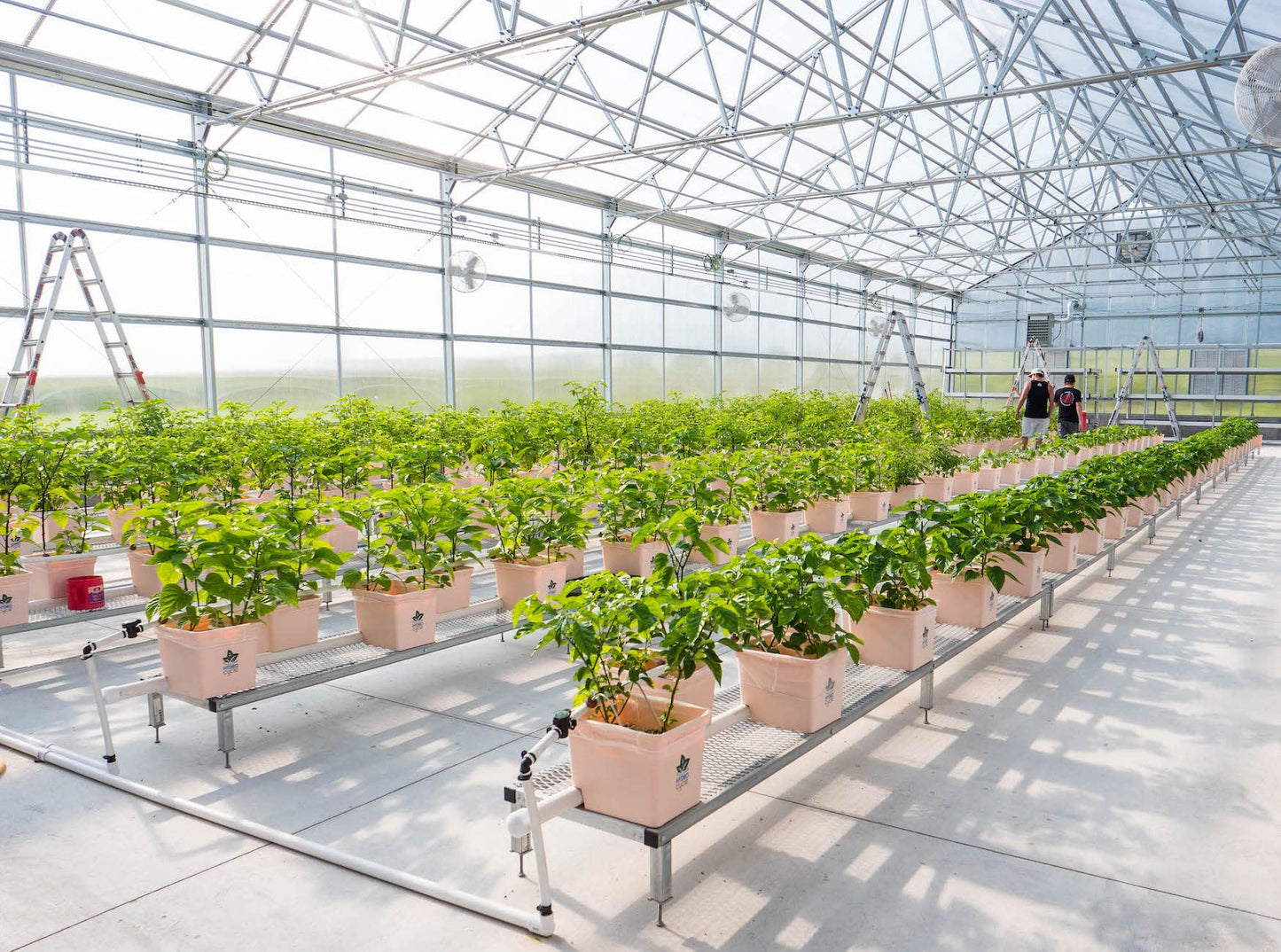 Pepper Joes Smoked Ghost Peppers - Whole Smoke-Dried Chili Peppers, 1/2oz Bag, 2 Pack