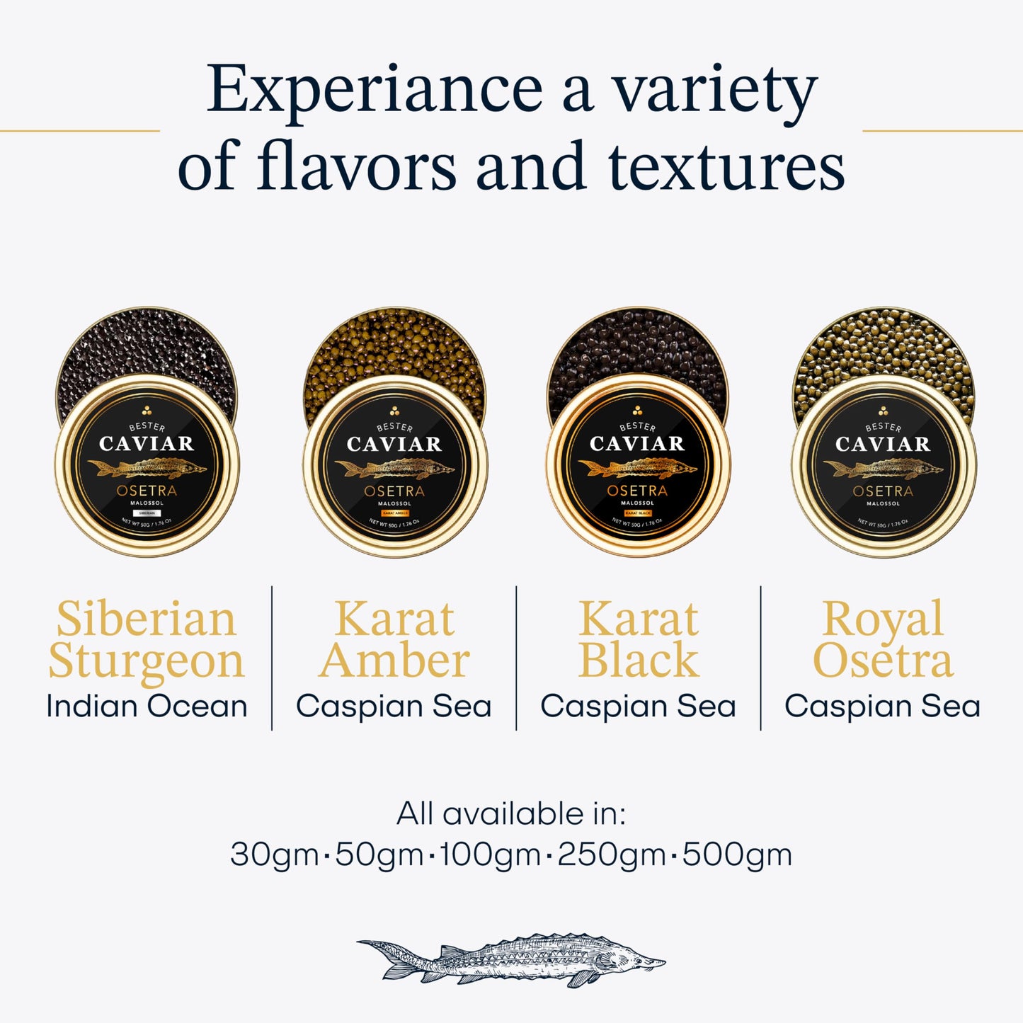 BESTER CAVIAR enhanced Osetra Sturgeon Caviar - Traditionally Harvested Malossol Ossetra Black Roe with 2 Mother of Pearl Spoons - Duo Set - 2 Tins (1.06 oz Each)